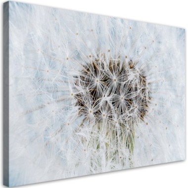 Quadro su tela, Dandelion di fiori bianchi - 60x40