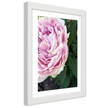 Quadro con cornice, Bella peonia rosa - 40x60