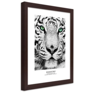 Quadro con cornice, Tigre bianca - 40x60