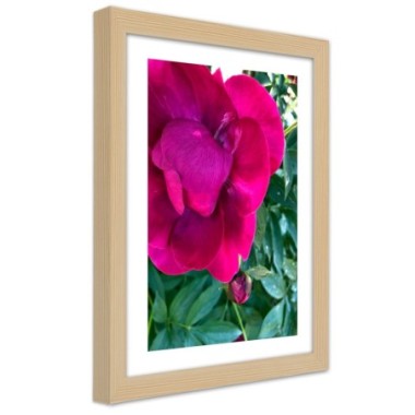 Quadro con cornice, Peonia rosa - 40x60