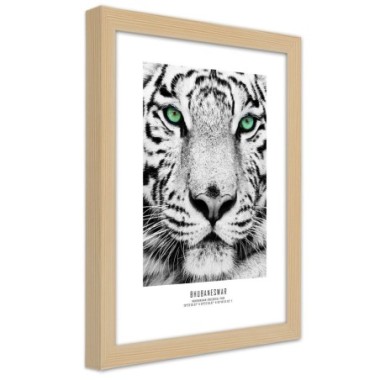 Quadro con cornice, Tigre bianca - 40x60