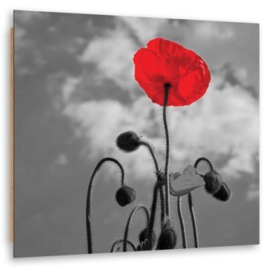 Quadro deco panel, Papavero in fiore - 50x50