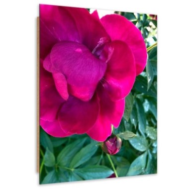 Quadro deco panel, Grande fiore rosa - 40x60