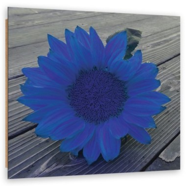 Quadro deco panel, Girasole blu - 50x50