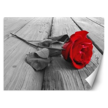 Carta Da Parati, Fiori di rosa rossa retrÃ² - 150x105