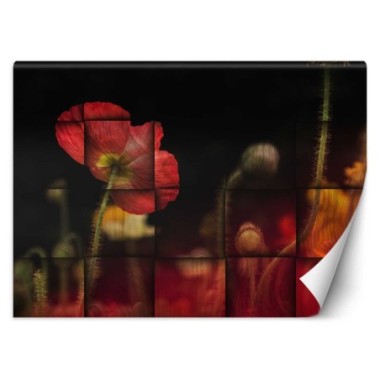 Carta Da Parati, Papaveri rossi - 150x105