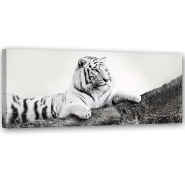 Quadro su tela, Animali tigre Africa - 90x30