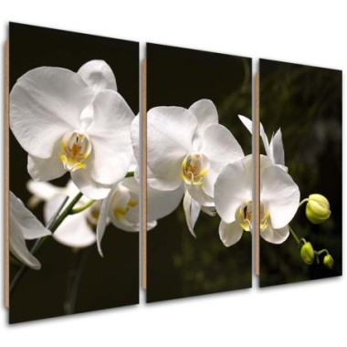 Quadro deco panel 3 parti, Orchidea bianca su sfondo...