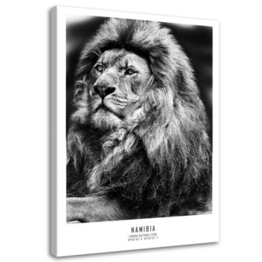 Quadro su tela, Animali Africa Lion - 60x90