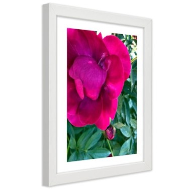 Quadro con cornice, Peonia rosa - 60x90