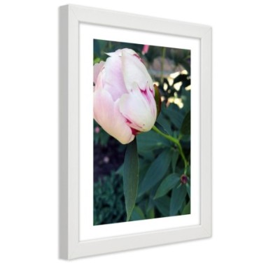 Quadro con cornice, Peonia bianca - 60x90