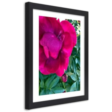 Quadro con cornice, Fiore grande rosa - 60x90