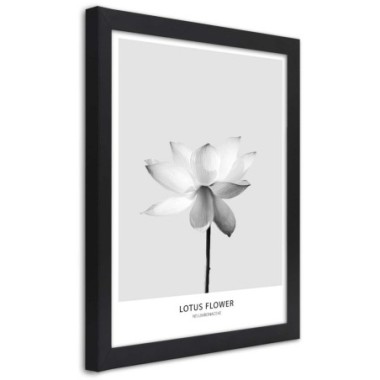 Quadro con cornice, Fiore di loto bianco - 60x90