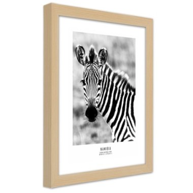 Quadro con cornice, Una zebra curiosa - 60x90