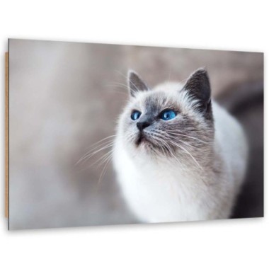 Quadro deco panel, Gatto siberiano - 100x70