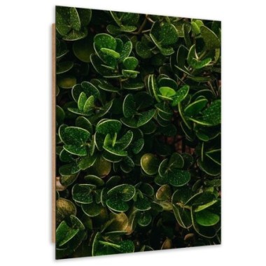 Quadro deco panel, Foglie verdi di piante esotiche -...