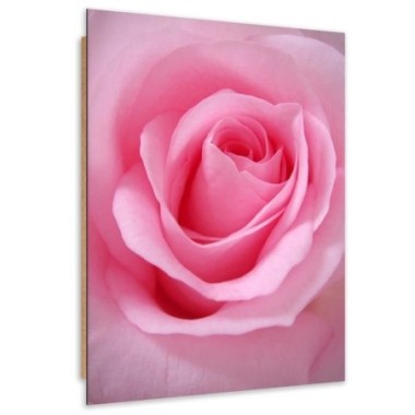 Quadro deco panel, Petali di rosa - 70x100