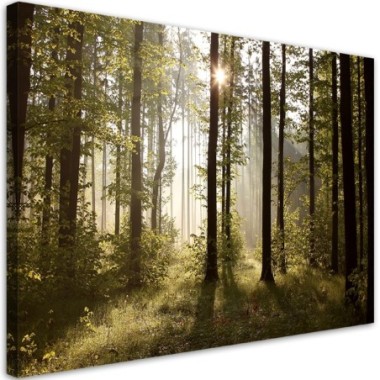 Quadro su tela, Mattina nella foresta - 100x70