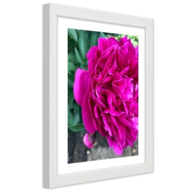Quadro con cornice, Fiore grande rosa - 70x100