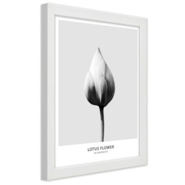 Quadro con cornice, Bocciolo di loto bianco - 70x100