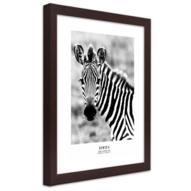 Quadro con cornice, Una zebra curiosa - 70x100