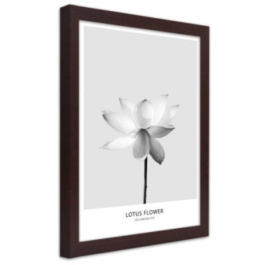 Quadro con cornice, Fiore di loto bianco - 70x100