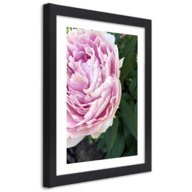 Quadro con cornice, Bella peonia rosa - 70x100