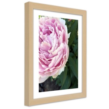 Quadro con cornice, Bella peonia rosa - 70x100