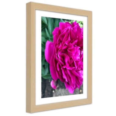Quadro con cornice, Fiore grande rosa - 70x100
