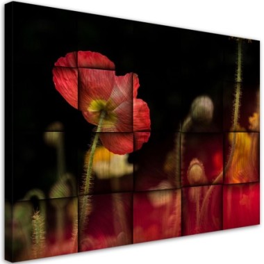 Quadro su tela, Fiore di papavero rosso - 120x80