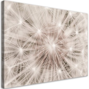 Quadro su tela, Dentelione fiori natura macro - 120x80