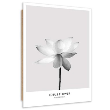 Quadro deco panel, Fiore di loto bianco - 80x120