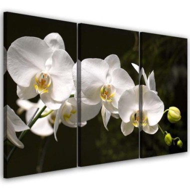 Quadri Quadro Multipannello Fiore di orchidea bianca...