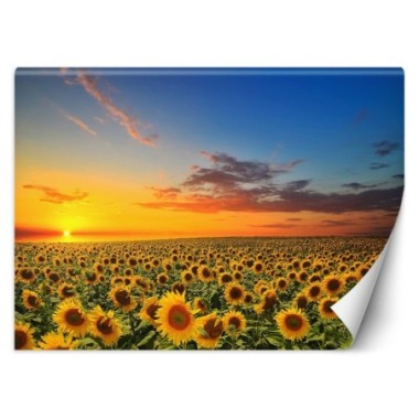 Carta Da Parati, Campo di girasoli Natura - 350x245