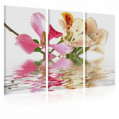 Quadro - Orchidea a pois-pallini - 120x80