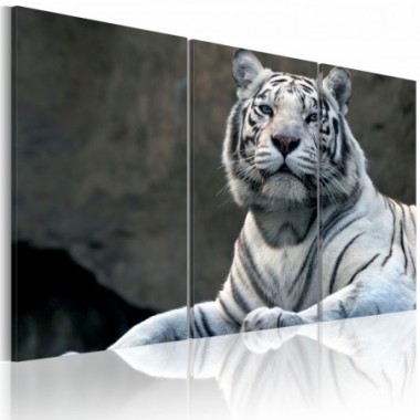 Quadro - Tigre bianca - 120x80