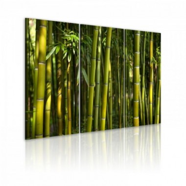 Quadro - Bambu' e il verde - 60x40