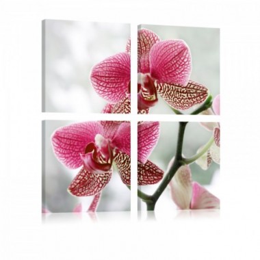Quadro - Orchidea di fantasia - 40x40