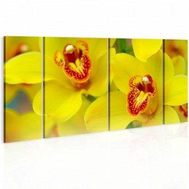 Quadro - Orchids - intensity of yellow color - 120x60