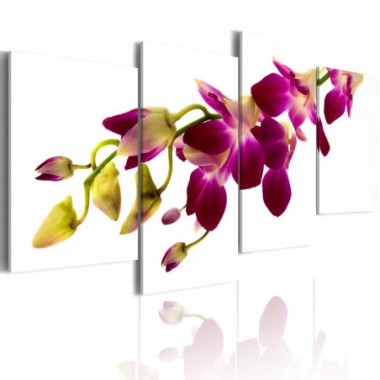 Quadro - Splendore dell'orchidea - 80x45