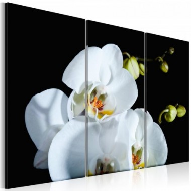 Quadro - Orchidea candida - 120x80