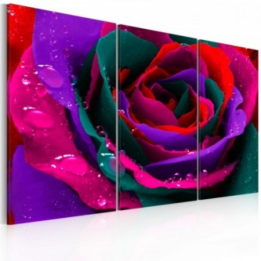 Quadro - Rosa iridata - 90x60