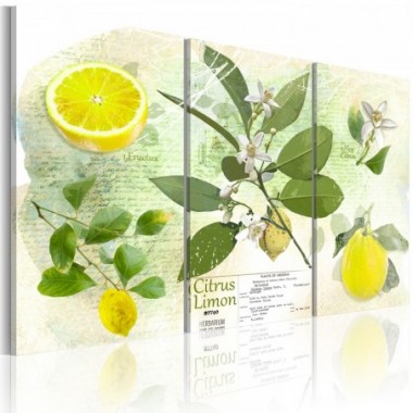 Quadro - Frutta: limone - 60x40