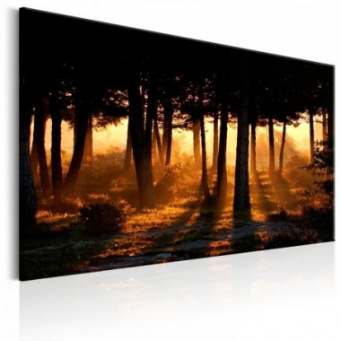 Quadro - Forest Dawn - 90x60
