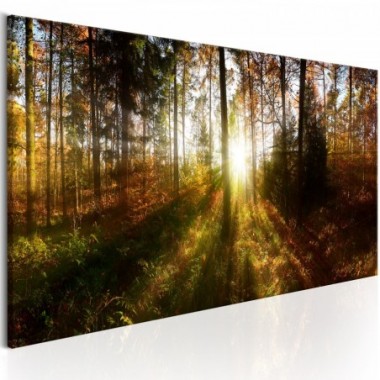 Quadro - Beautiful Forest  - 120x40