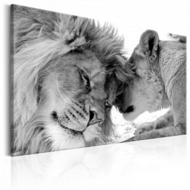 Quadro - Lion's Love - 60x40