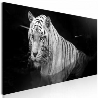 Quadro - Shining Tiger (1 Part) Black and White...